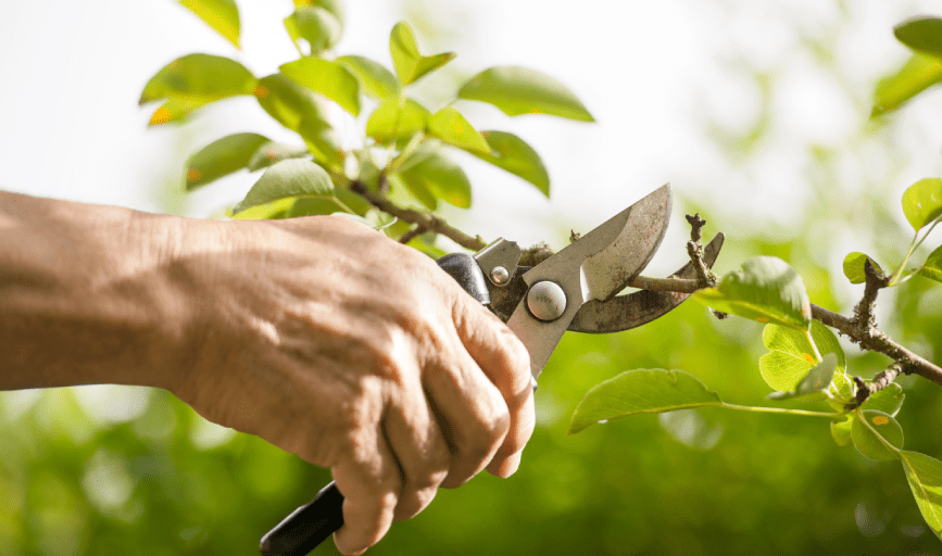 Sam's Expert Tree Service